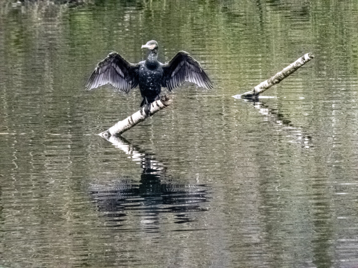 Ein Kormoran sitzt mit weit ausgebreiteten Flügeln auf einem Ast mitten in einem Gewässer. Die charakteristische Haltung dient dem Trocknen seines Gefieders nach einem Tauchgang. Die Wasseroberfläche ist ruhig und zeigt leichte Spiegelungen der Umgebung und des Vogels.