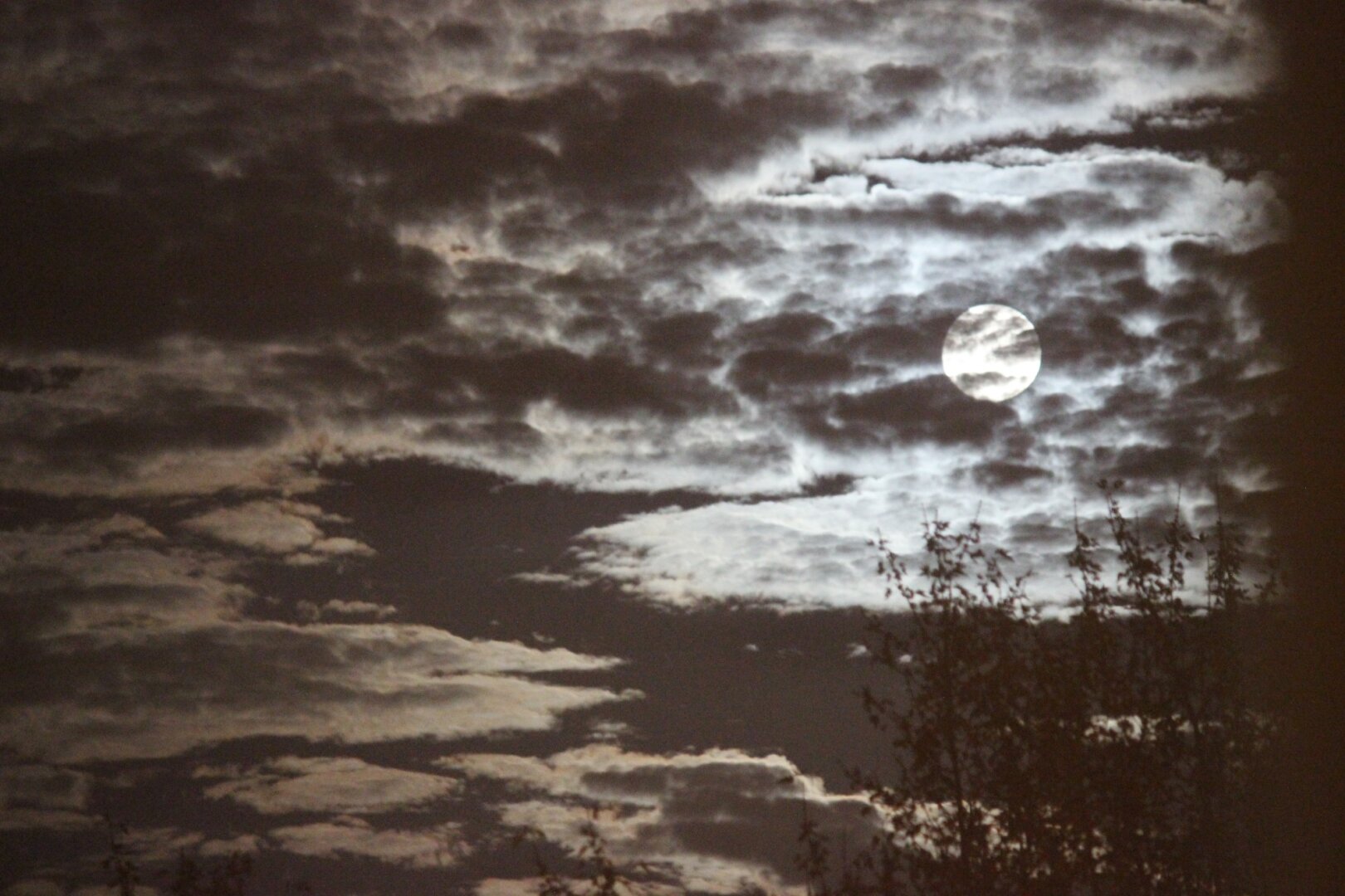 High contrast bright white clouds against dark sky with giant moon. Outlines of leaves toward the bottom.