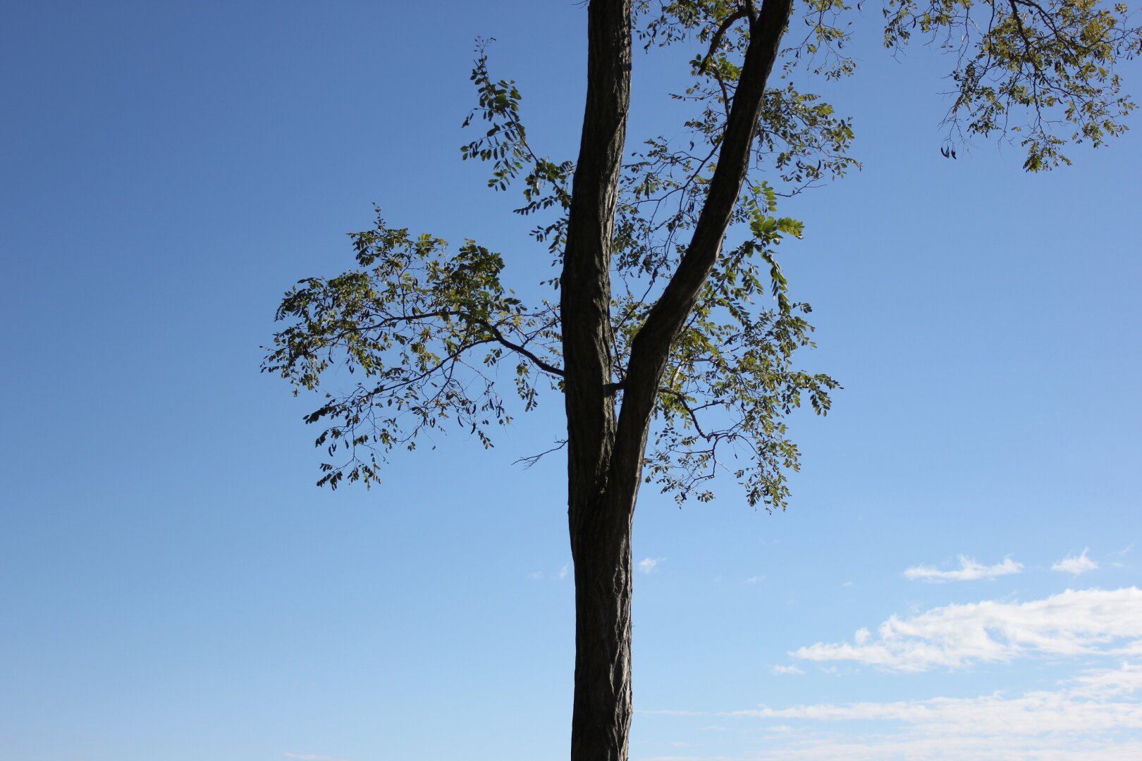A tree against a blue sky making a Y shape