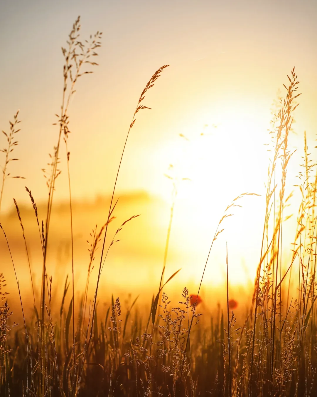 Sunrise over the meadows one summer morning. Two poppy flowers sticking out in deep red colour, although not in focus.