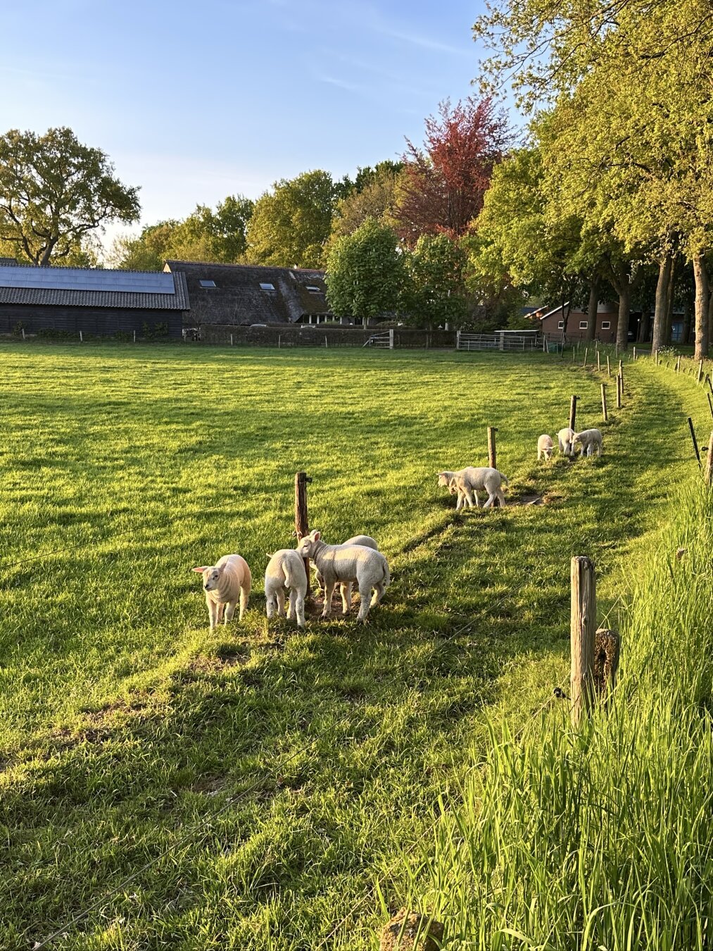 The lambs running in the green field