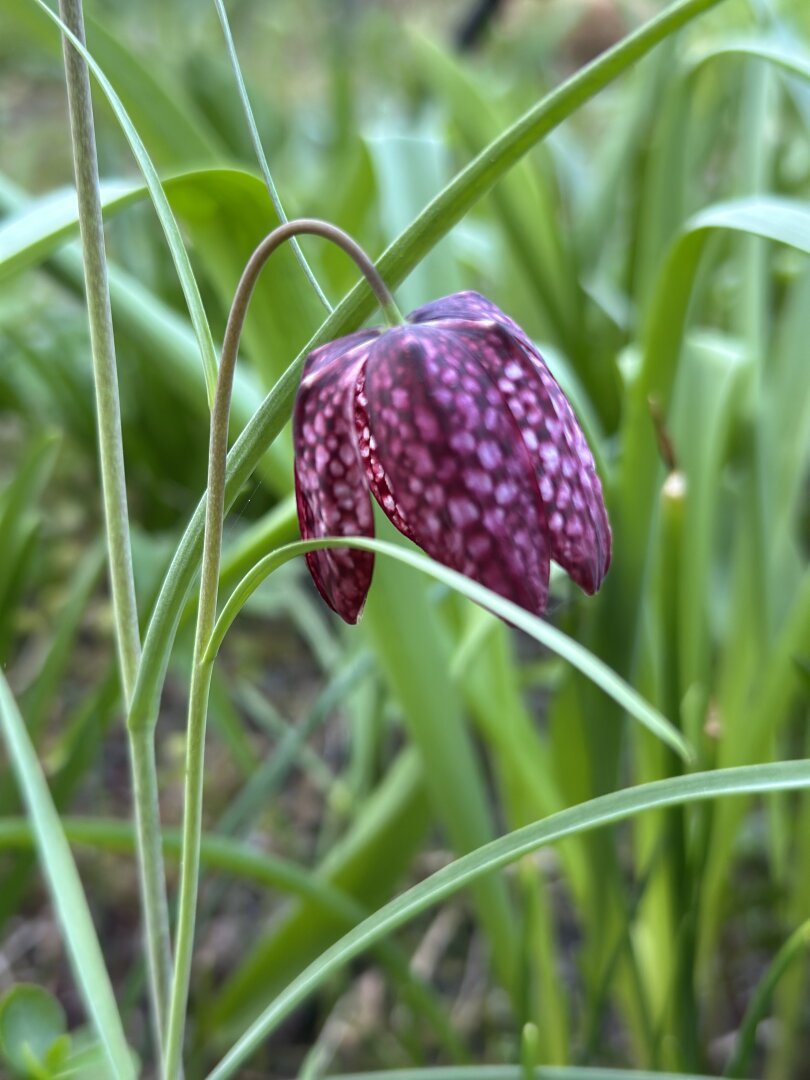 snake's head flower
