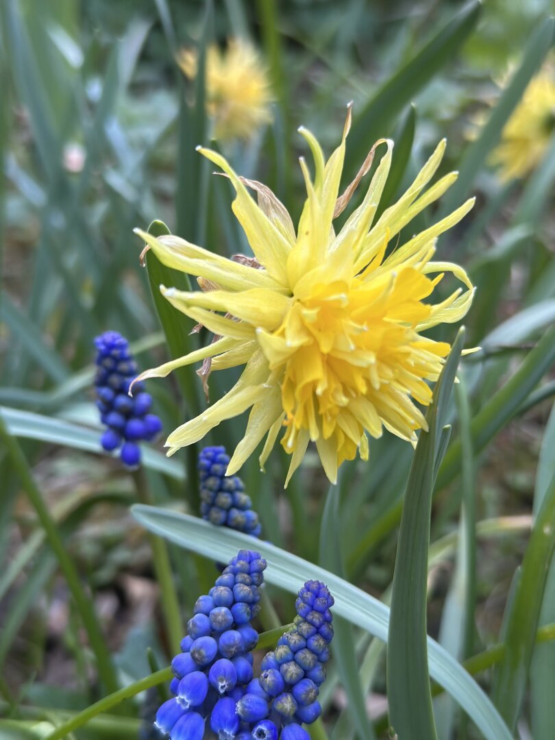 Yellow Narcis flower