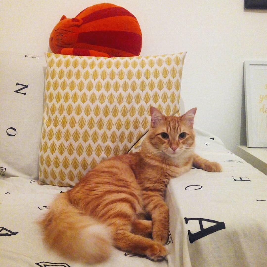 Yellow furry tabby cat on a couch, a yellow and white pillow and an orange cat shaped pillow in the back