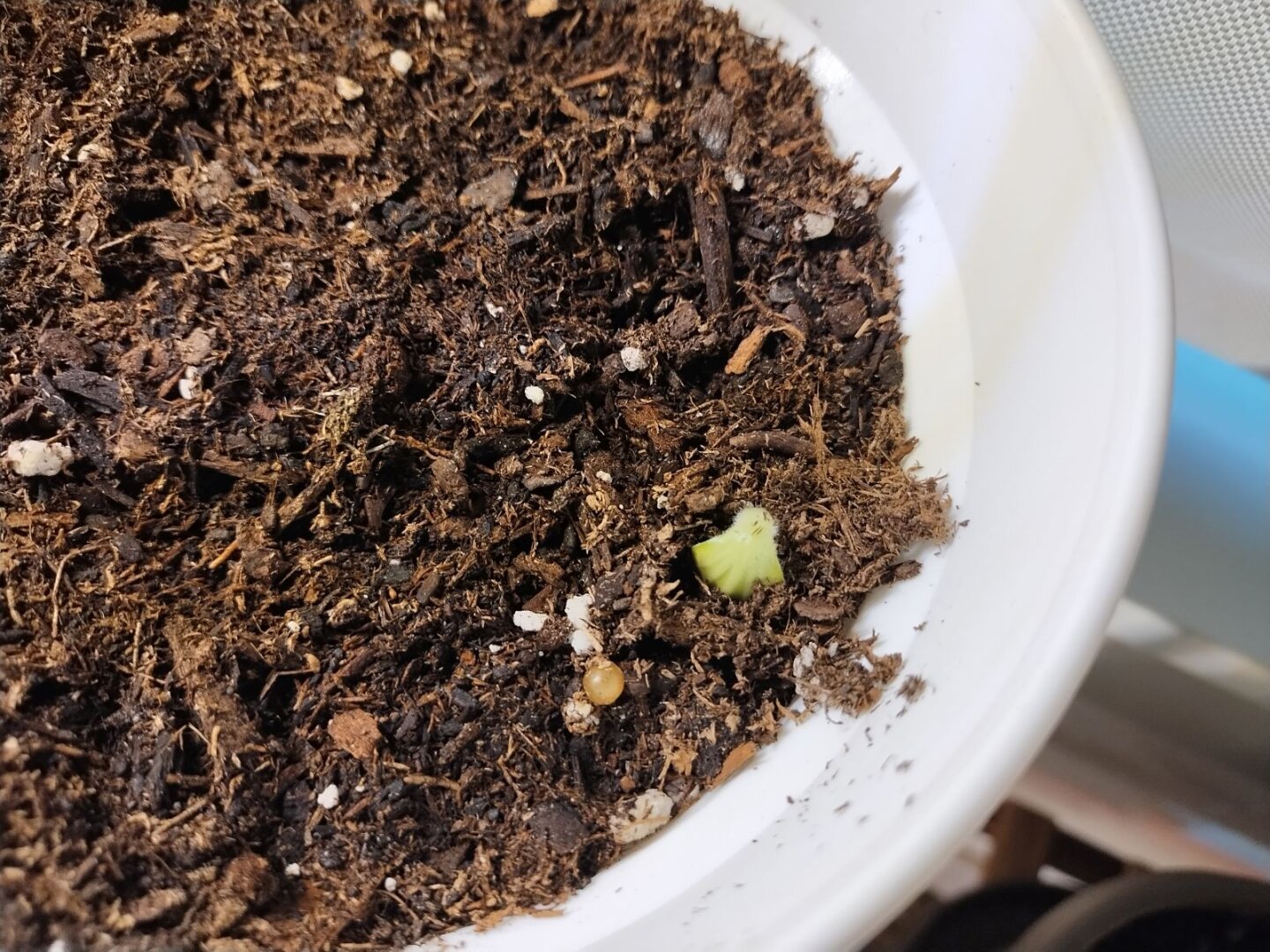 a seed emerging from soil