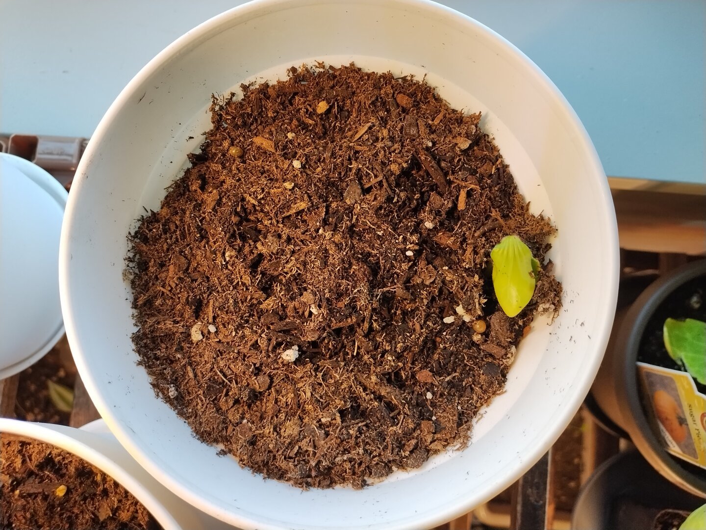 a growing pumpkin seed in a pot