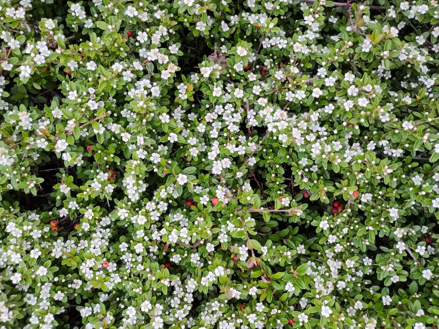green leaves and white blossoms with stray red berries