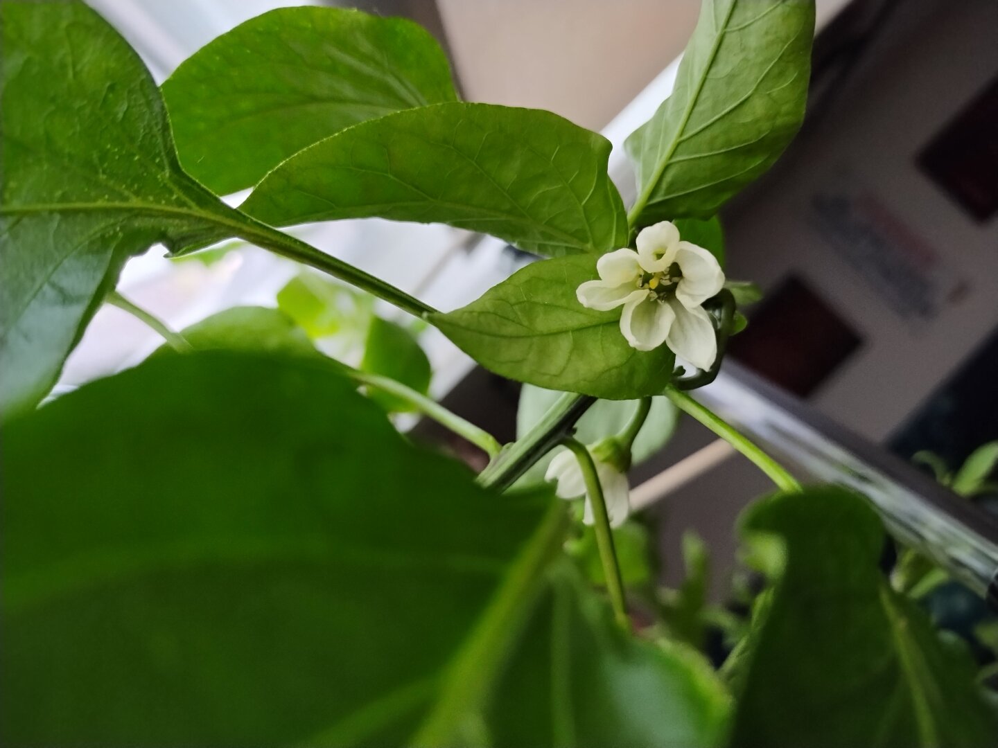 the white flower of a bell pepper plant