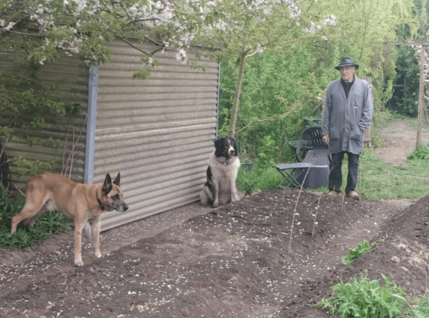 Vor einem Wellglas-Gewächshaus steht ein Belgischer Schäferhund (Malinoi), sitzt ein Ciobànesc Romànesc de Bucovina und steht ein Mann mit Hut, Kittel und Holzschuhen, die linke Hand in der Tasche. Vor ihnen sieht man ein frisch bestelltes Beet, auf dem verstreut weiße, vom blühenden Kirschbaum über der Szene herabgeregnete Blütenblättchen liegen.