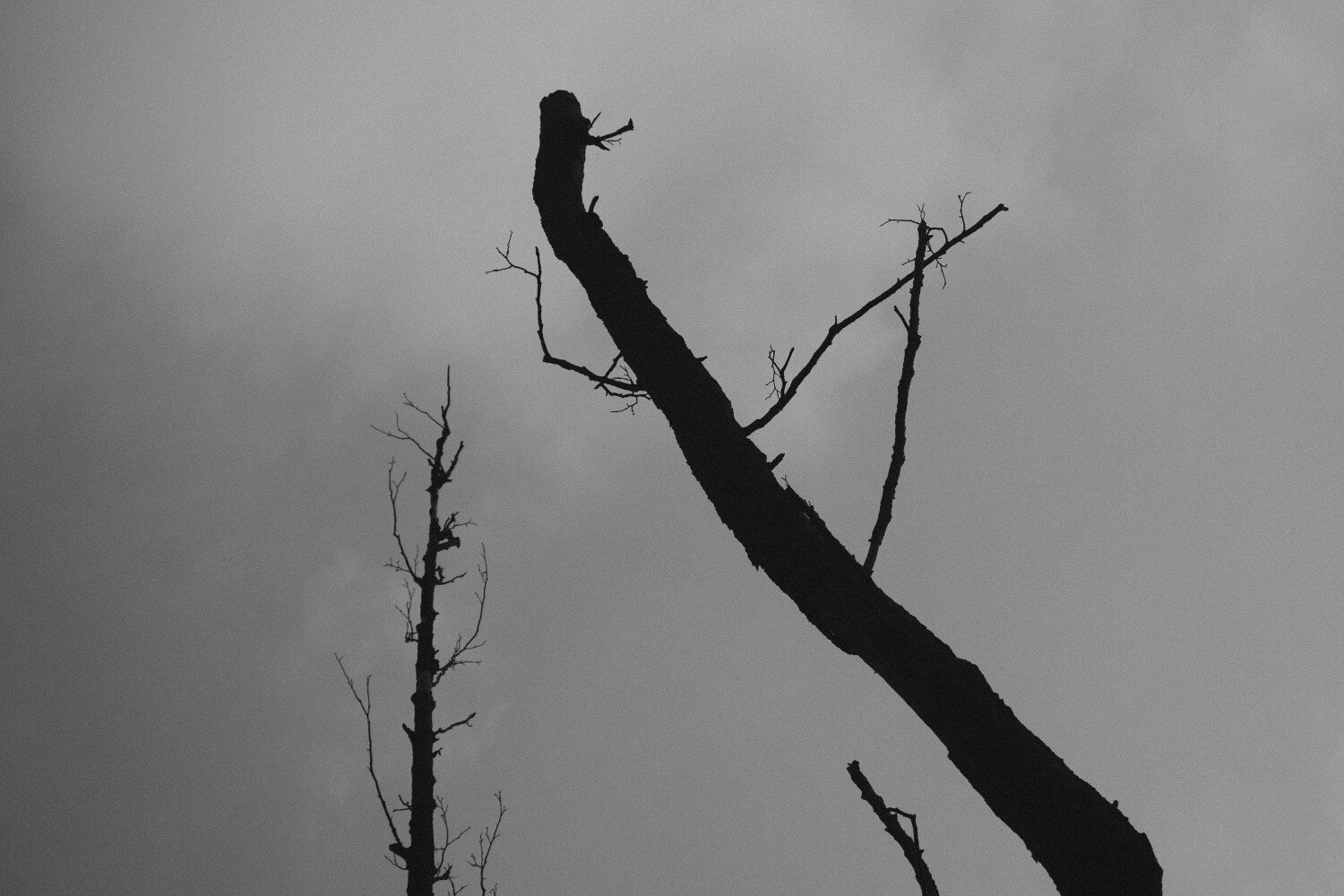 monochrome photograph:

The silhouettes of 2 old rotten trees reaching up into the sky.