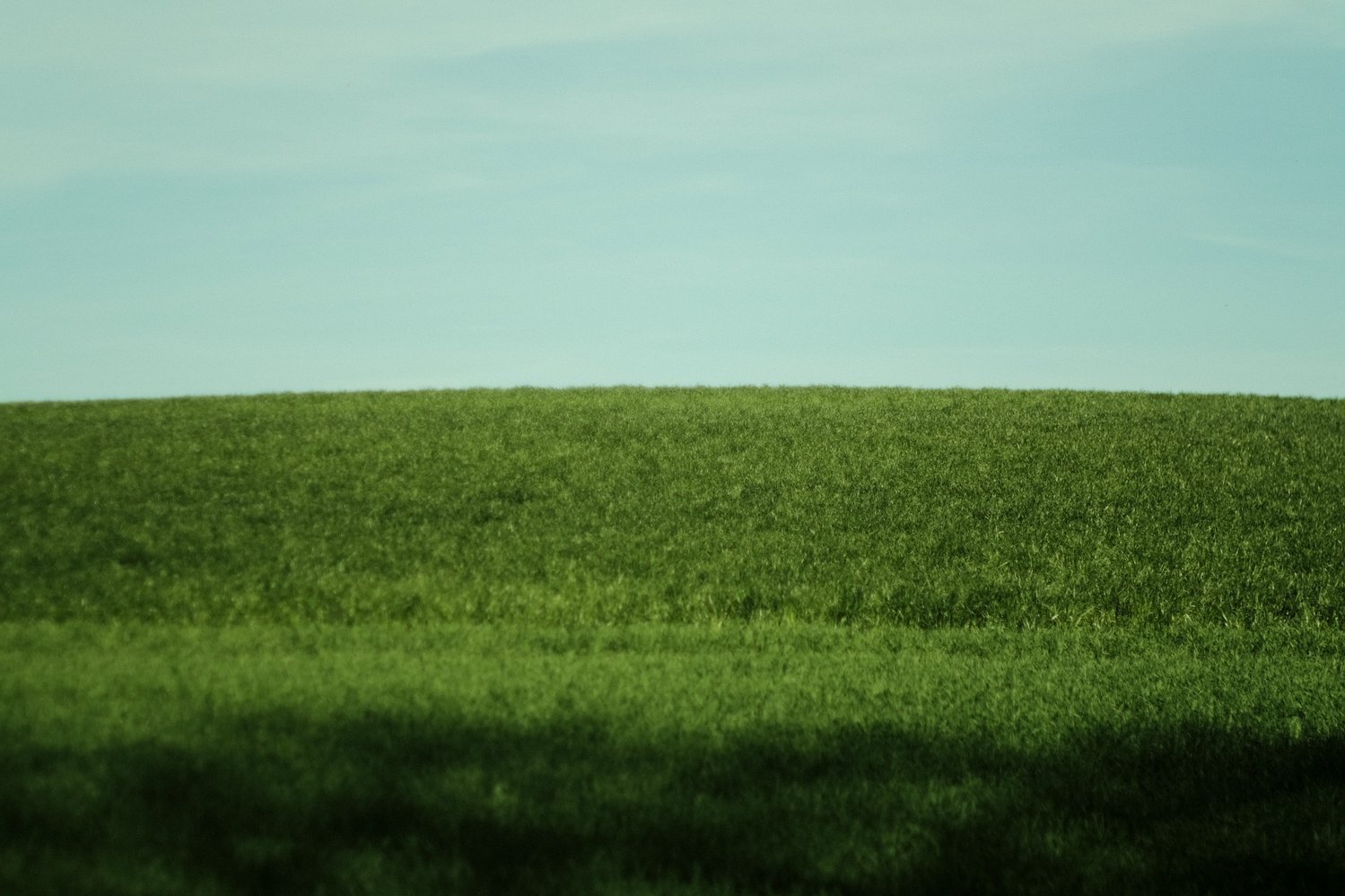 photograph of a green field and a blue sky