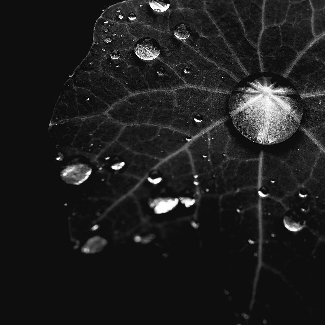 dark monochrome close-up photo of waterdrops on a leaf