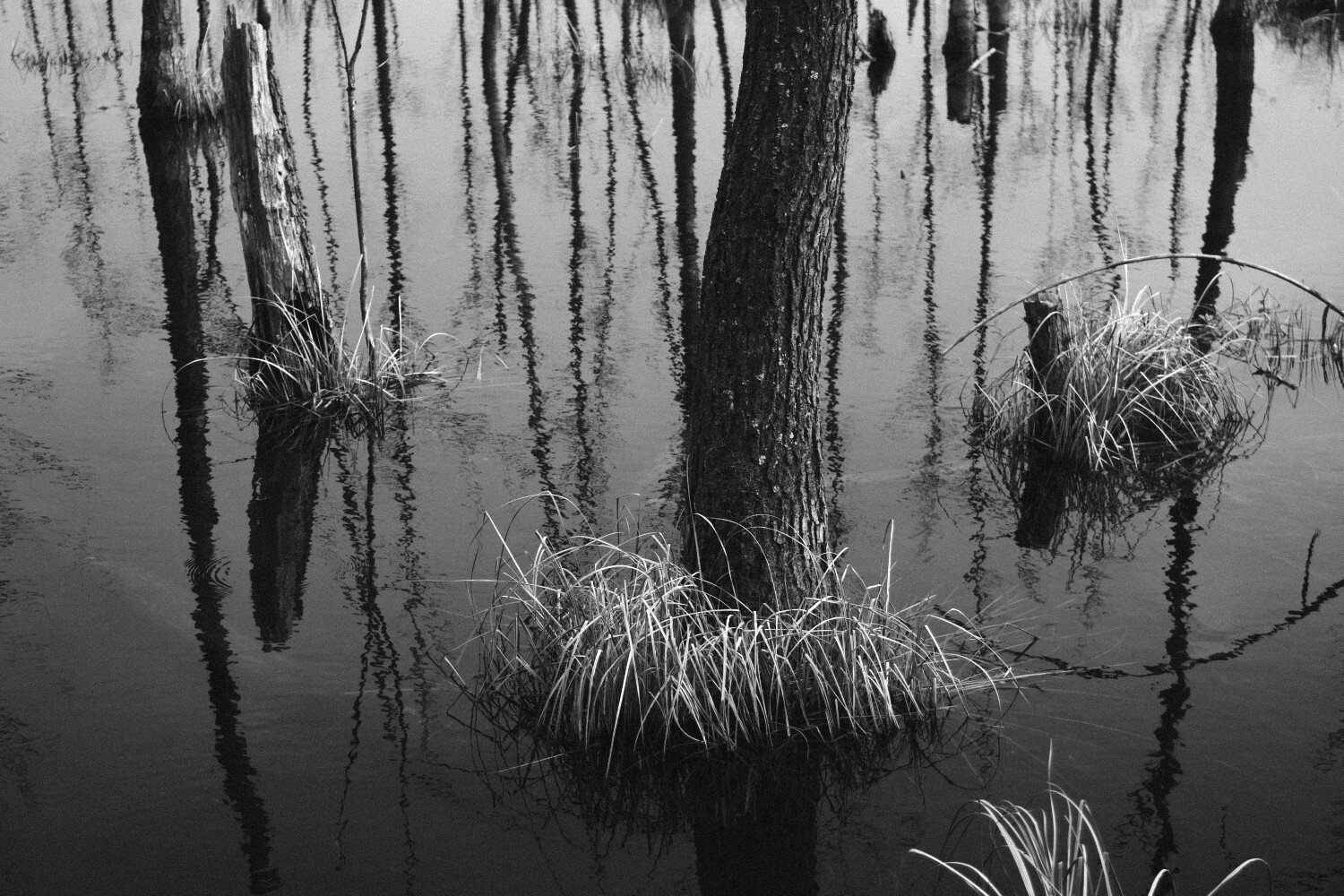 monochrome photograph:

Reflections of trees on the water surface of a swamp.