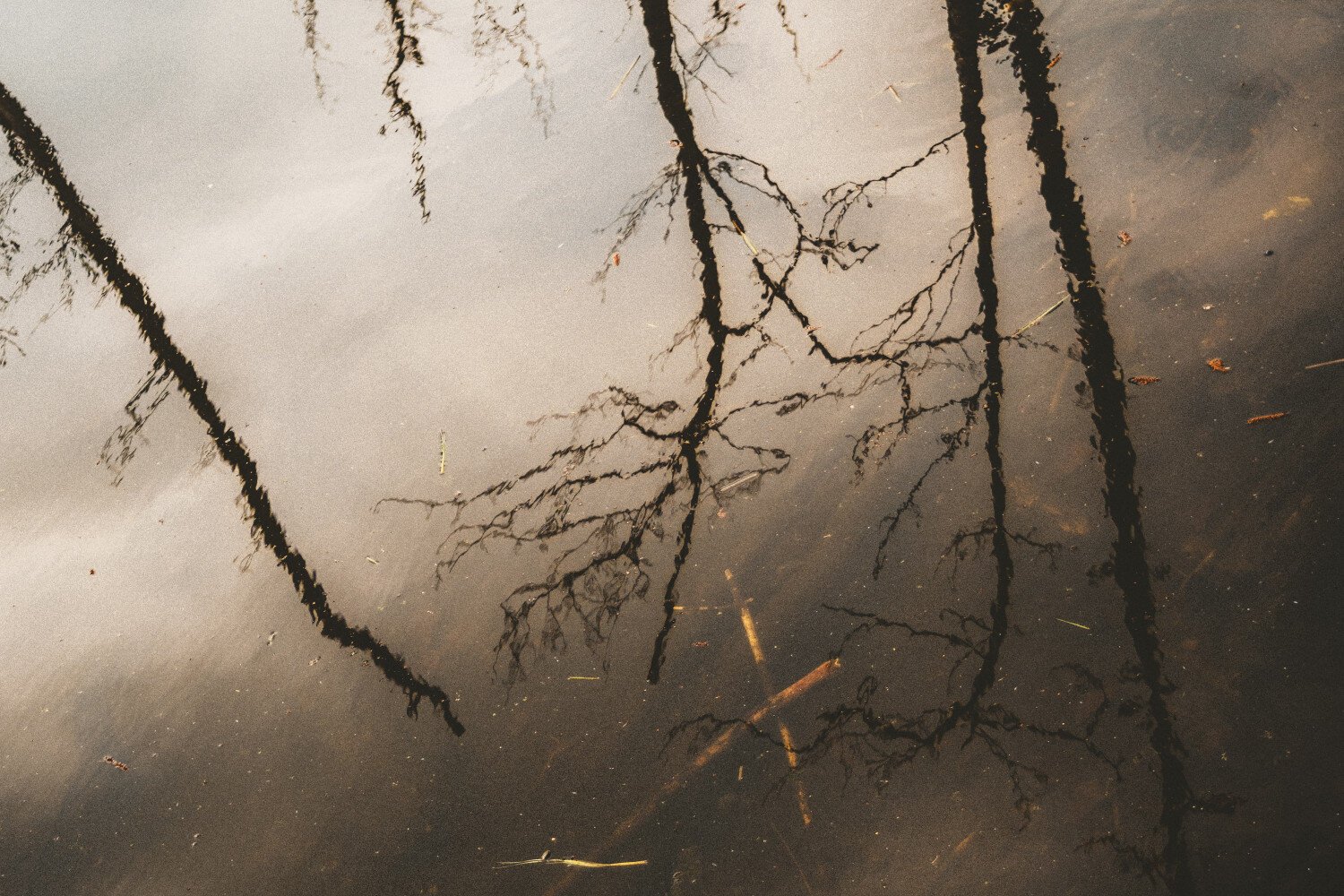 reflections of trees on the water