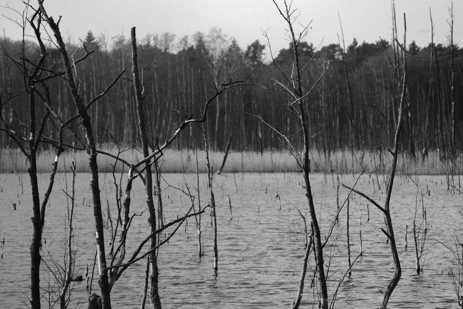 monochrome photograph:

Landscape photograph of a swamp. In the foreground are many thin branches, in the background is the forest.