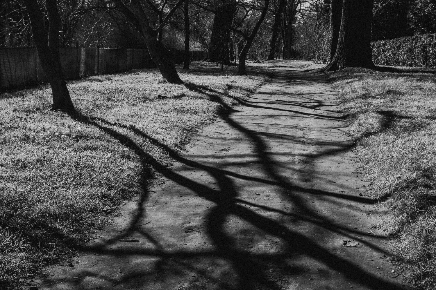 shadows of trees on the ground