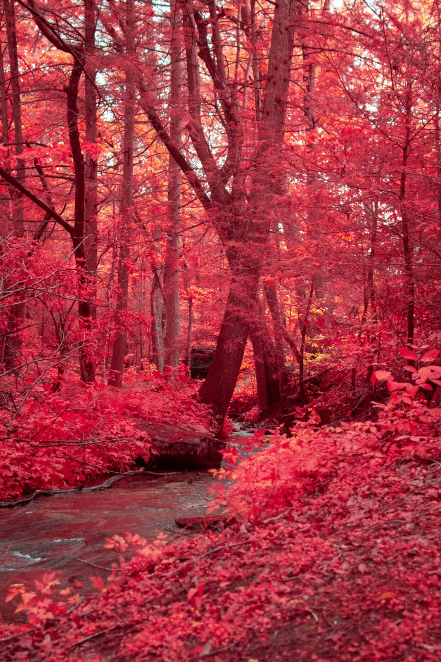 Two tree cross over a full stream in a subtropical forest. Died orange-red with infrared light the leaves and foliage consume the photo as trees darken the background as the wind towards the sky.