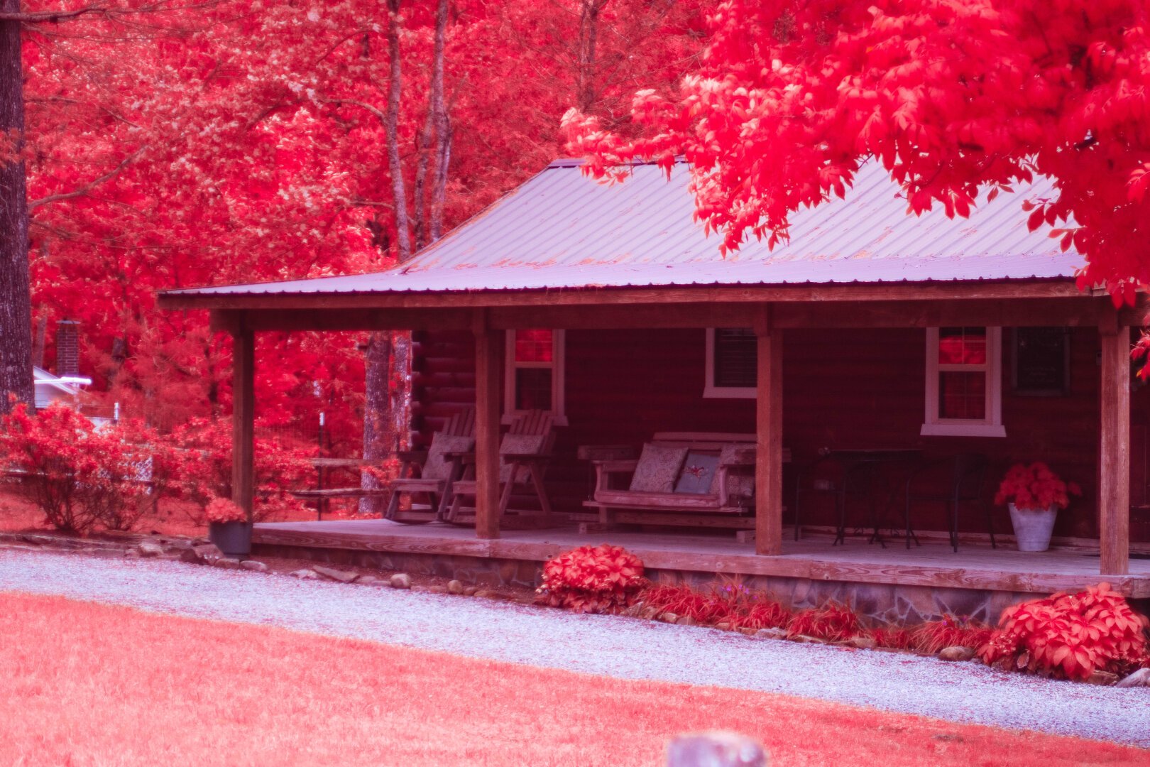 Le cabin in the woods with a metal roof and raw logs holding up the porch. A leave tree branch invades the foreground and a forest behind, all orange and red of infrared. A gravel drive cuts up and across the porch where a bench seat and some rocking chairs chill in the shade.