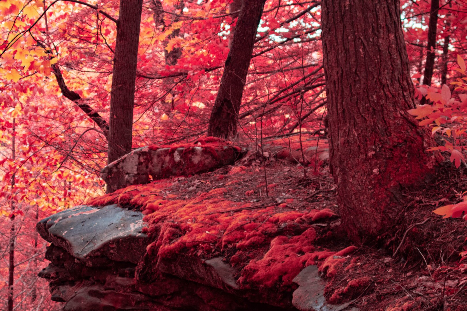 Moss gross on a rocky forest edge in a vibrant red. The rocks look unstable, as if the moss was holding them together. A tree trunk prominent in the foreground is growing out of the rock. The background glows with orange and reds.