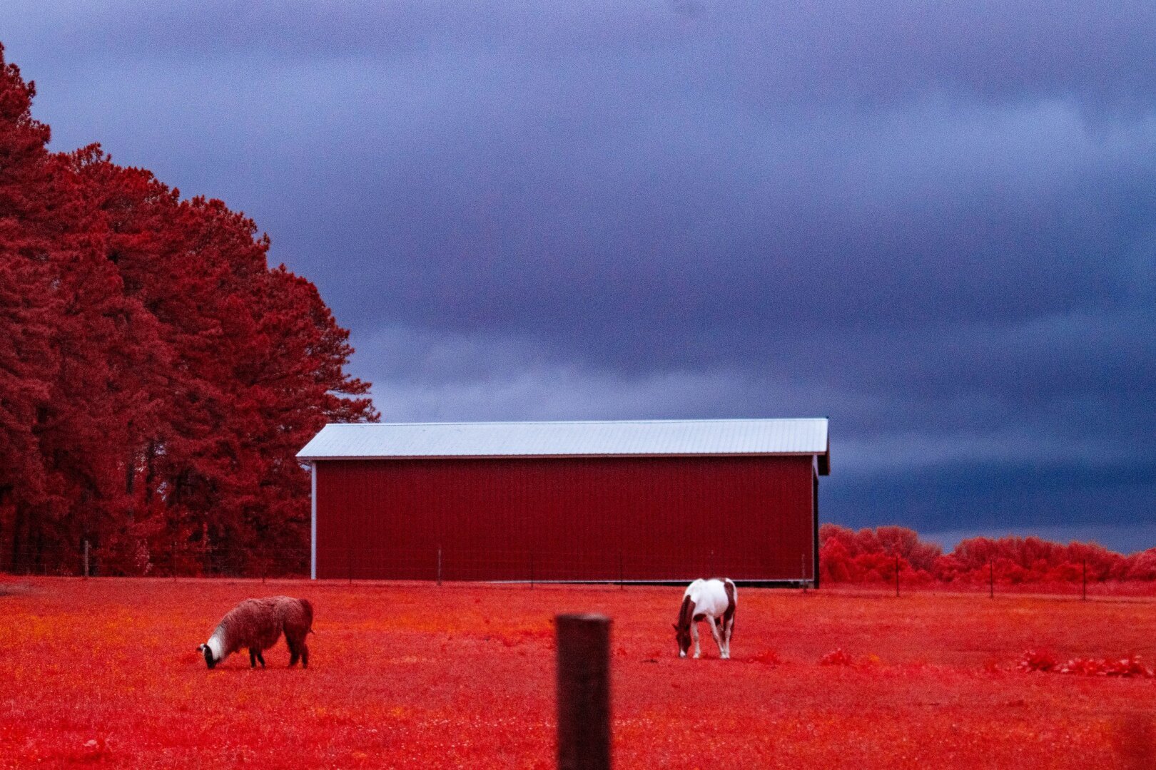 A lama and a horse graze in a field in front of a white roofed barn. The sky is low and overcast and the landscape is burned red by infrared light.