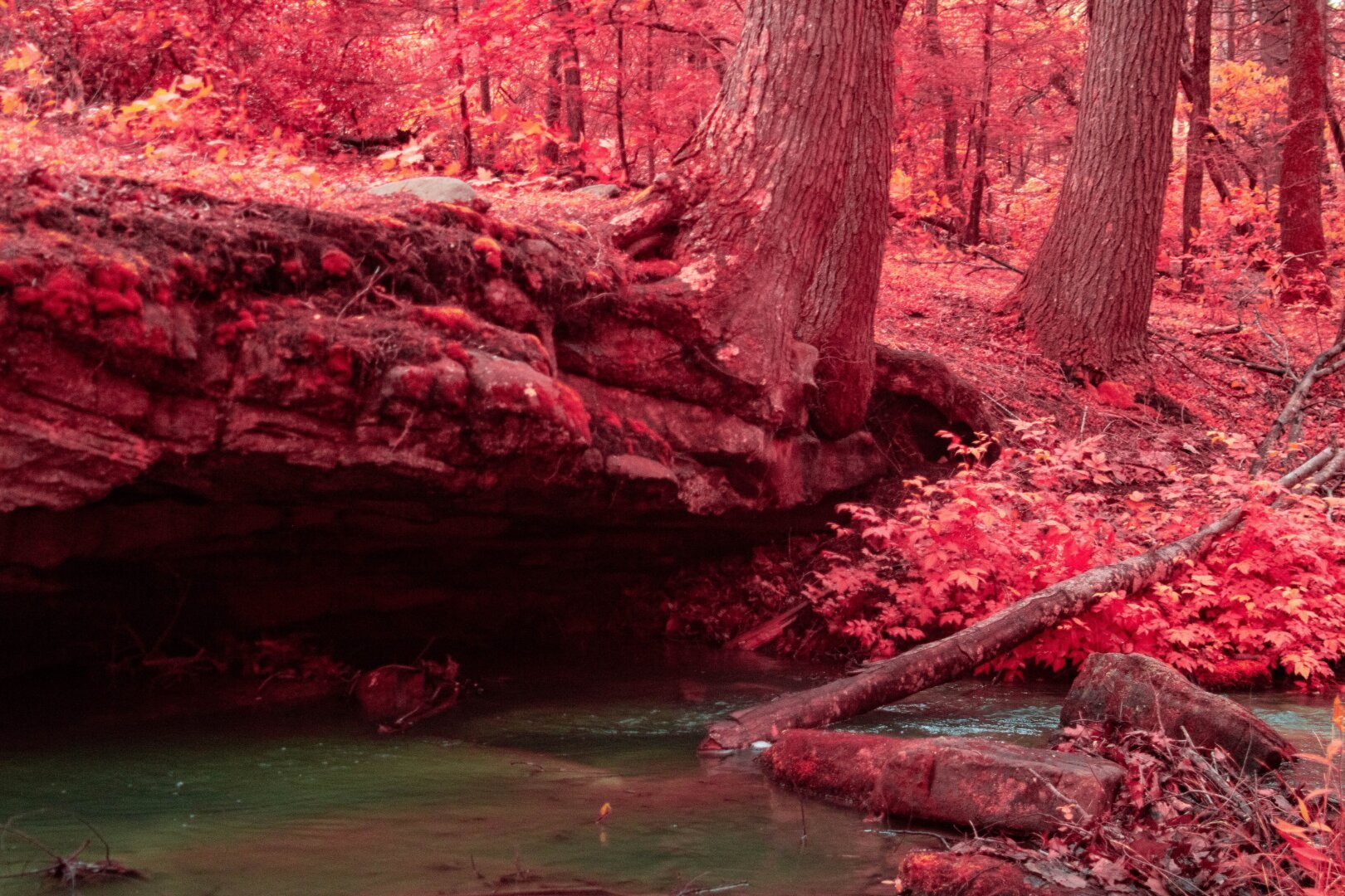 A fallen sapling lays across wide stones in a bloated stream as it cuts through the side of a rocky back. On top of the bank on the edge a large tree grows into the rock and moss on the edge overlooking the falling youngling. The water is an odd green and the forest is burned orange red from shaded Aerochrome.
