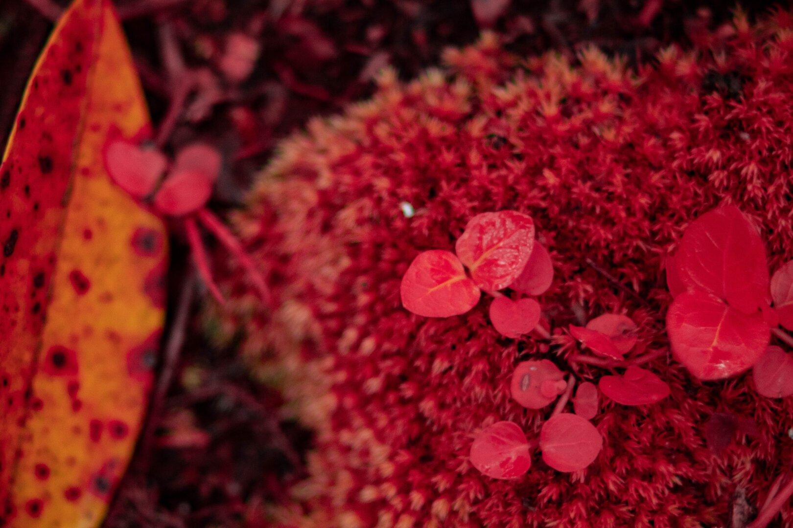 A macro photo of some moss next to a leaf. A few bits of clover grow from the moss. The whole photo is dyed orange and red from infrared light.