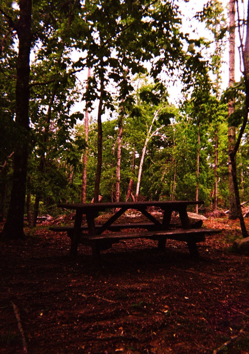 A picknet table chills in the muchled shade of subtropical trees. Light shines on the treeline behind it.