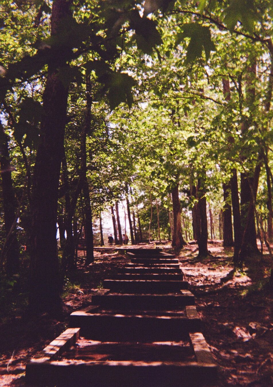 A odd path of wooden outlined steps leads through a cluttered forest. The canopy is low and glows with green and gold. The path curves where in the distance a few people stand between the trees.