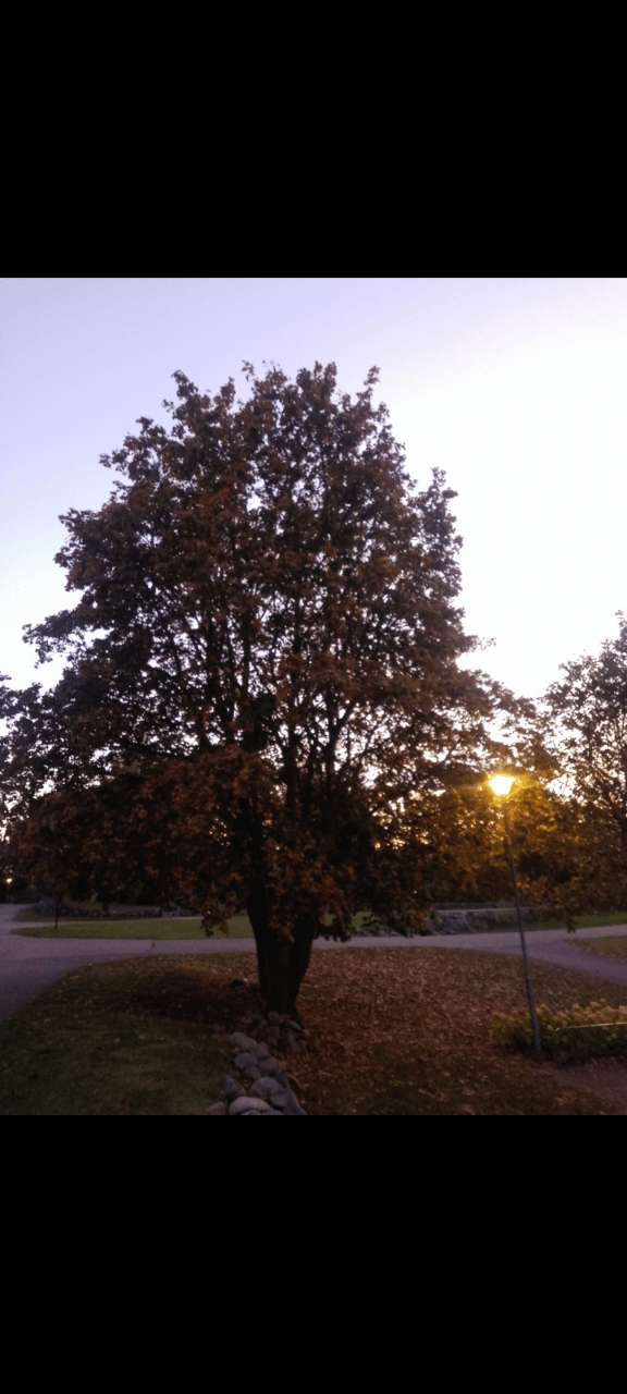 A tree dressed in autumnleaves standing next to a lightpole on the right and a stonewall to the left. The sun is setting.