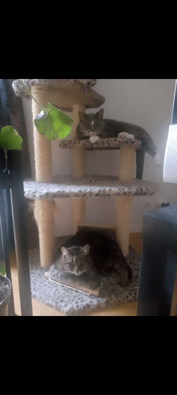 A cat tree standing in a corner. One brown and black cat is laying at the bottom of it. One grey and white is laying on the second gloor of it.