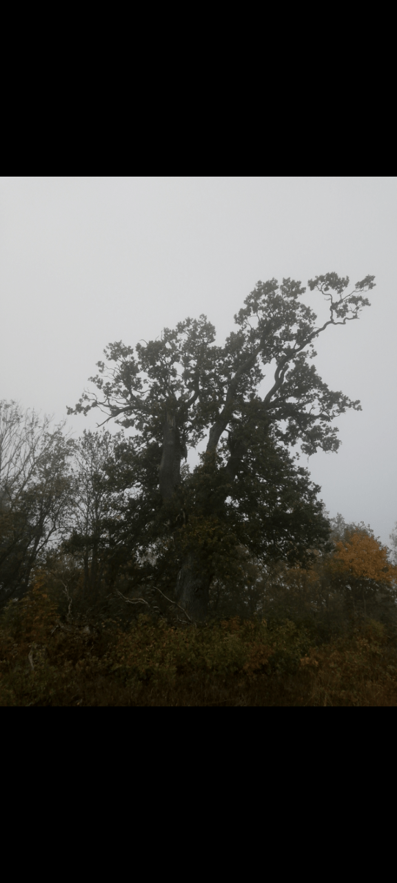 A large oak is standing next to some smaller trees. The sky is heavy with grey clouds and it is a small amount of fog. The leaves is in a variety of autumn colours.