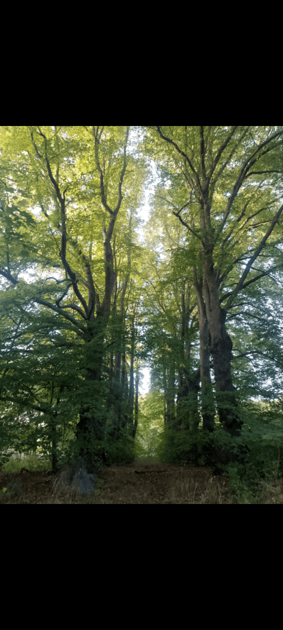 Two rows of tall trres still full of green leaves despite the month of october. Between the two rows is a small path that is slightly covered with brown leaves.