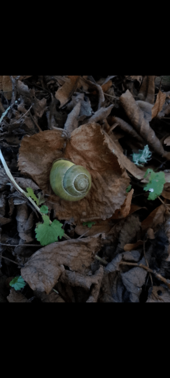 The mix of yellow green and brown in this shell after a snail amongst some brown leaves and a few green still resisting autumn
