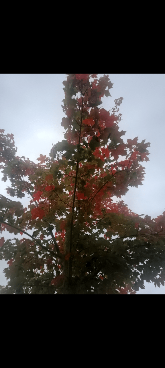 The top of a tree taken slitghly from underneath. Some leaves are green and some leaves become different shades of red and yellow.