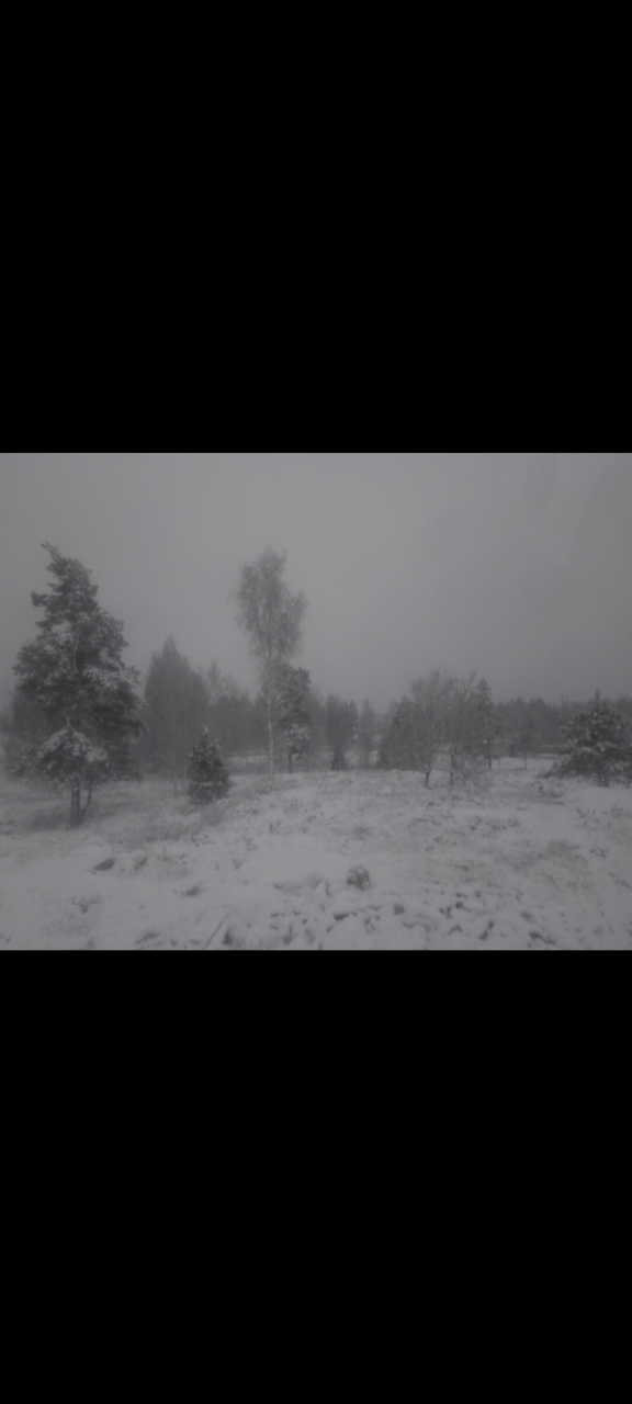 Different kinds of trees spred out in a field and there is a layer of snow that is not thin nor thick that is covering it all.