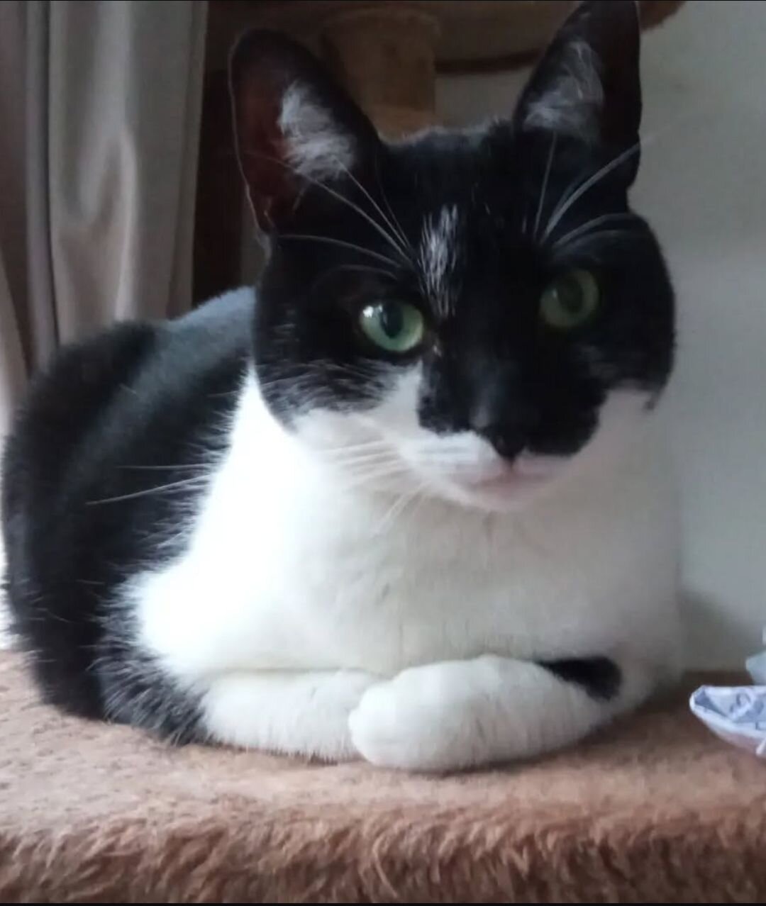 Photo of me, a black and white cat, laying down and looking into the camera