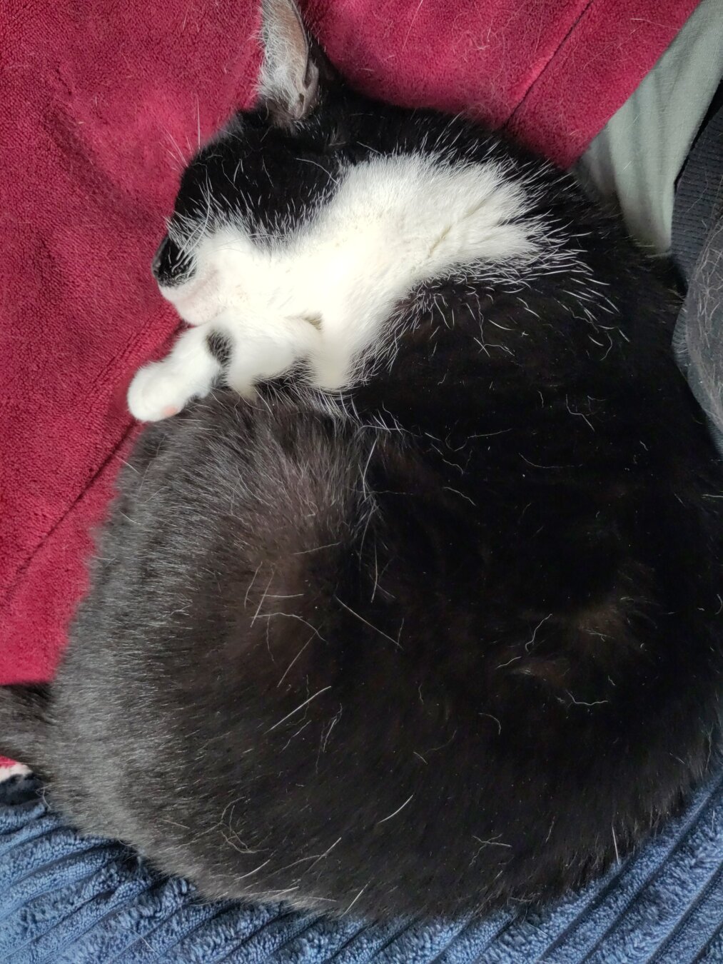Photo of me, a black and white cat, napping on a blue pillow and a red blanket