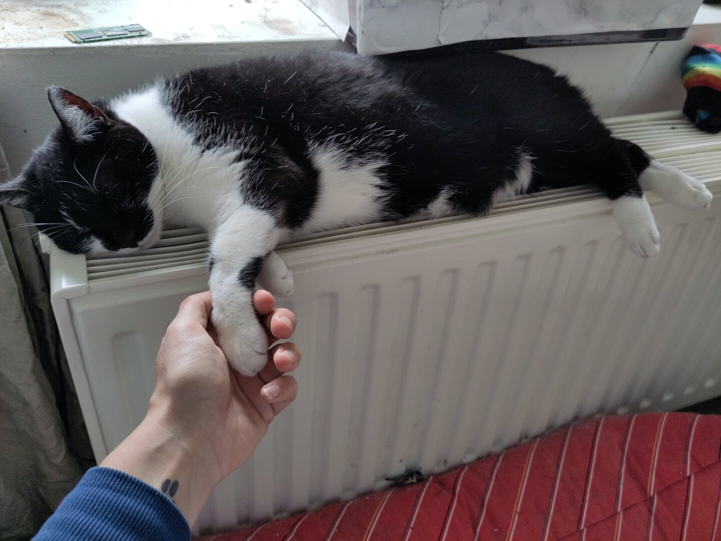 Me, a black and white cat, laying on the radiator, while a human hand holds my paw