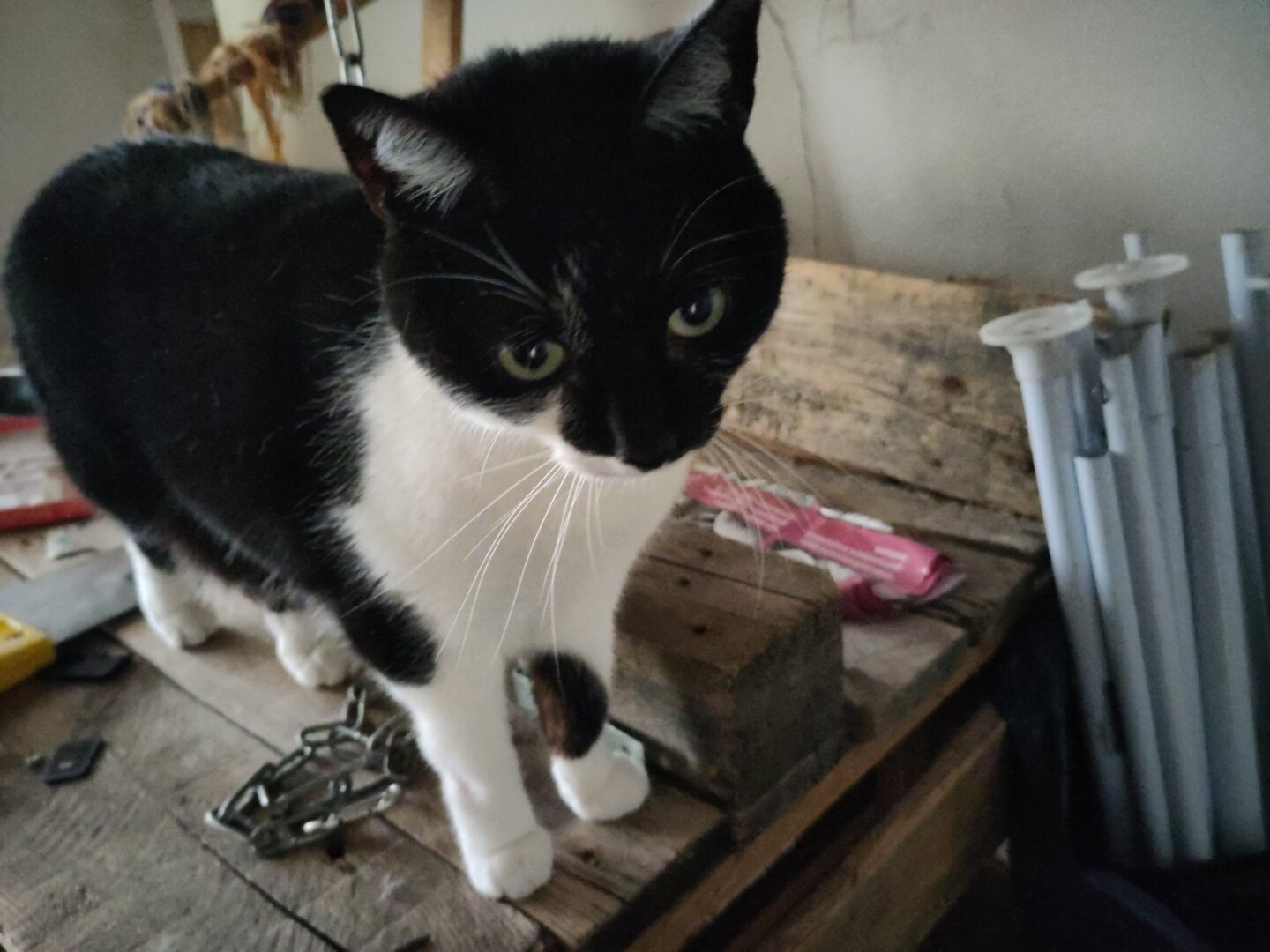 Me, a black and white cat, standing on top of my pet humanoid's dark wooden office