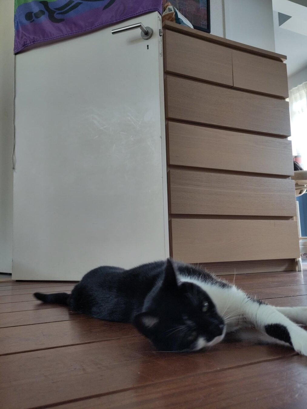 Photo of me, a black and white short-haired cat, lying on the wooden floor