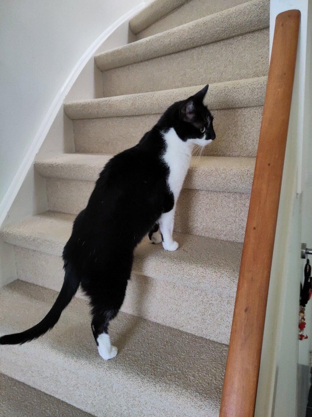 Photo of me, a black and white cat, walking up the stairs