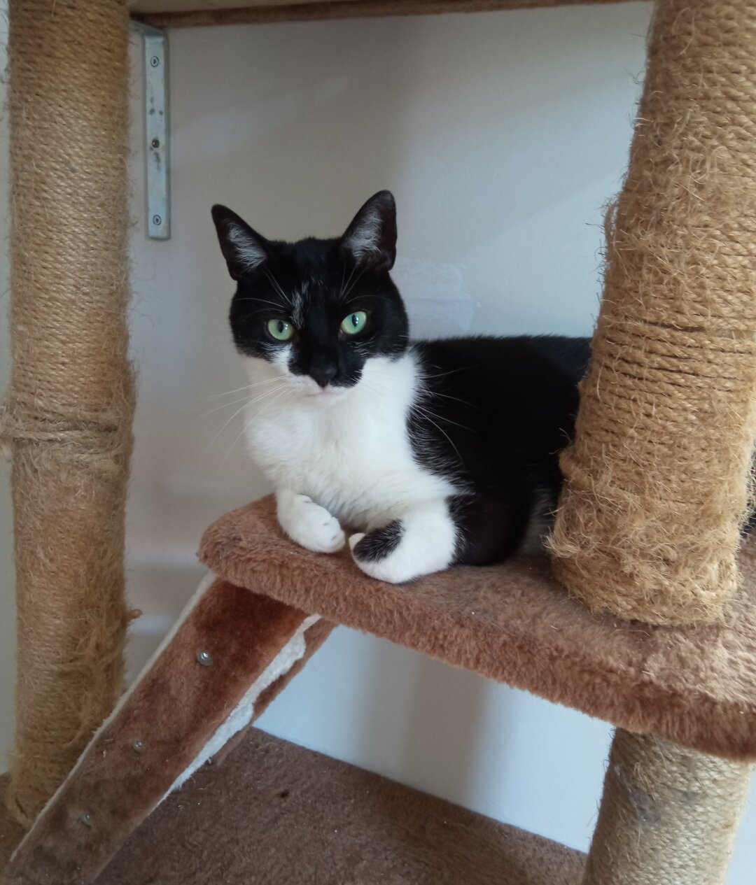 Me, a black and white cat, lounging in my cat tower