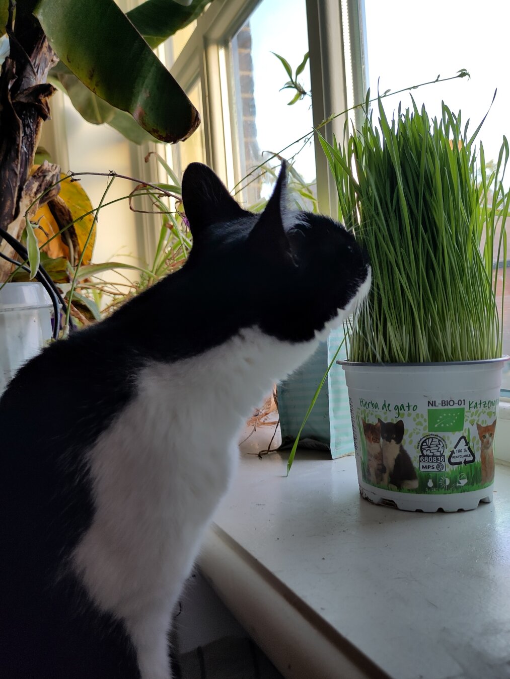 Me, a black and white cat, sniffing some cat grass in a bucket in the windowsill