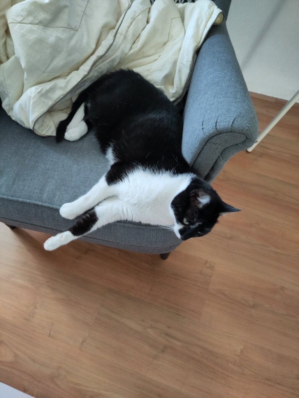 Photo of me, a black and white cat, hanging from the couch