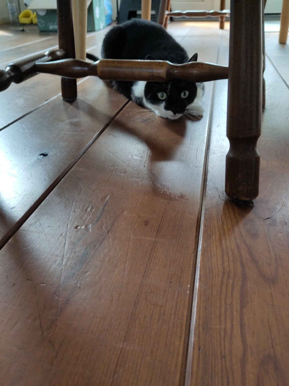 Picture of me, a black and white cat, hiding under a chair
