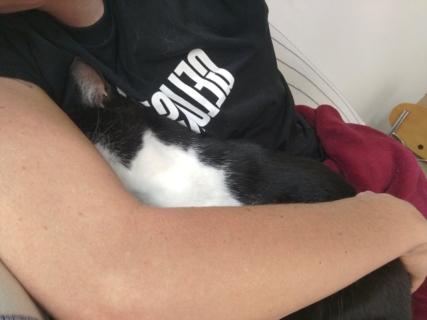 A picture of me, a black and white cat, safely in the arms of my humanoid