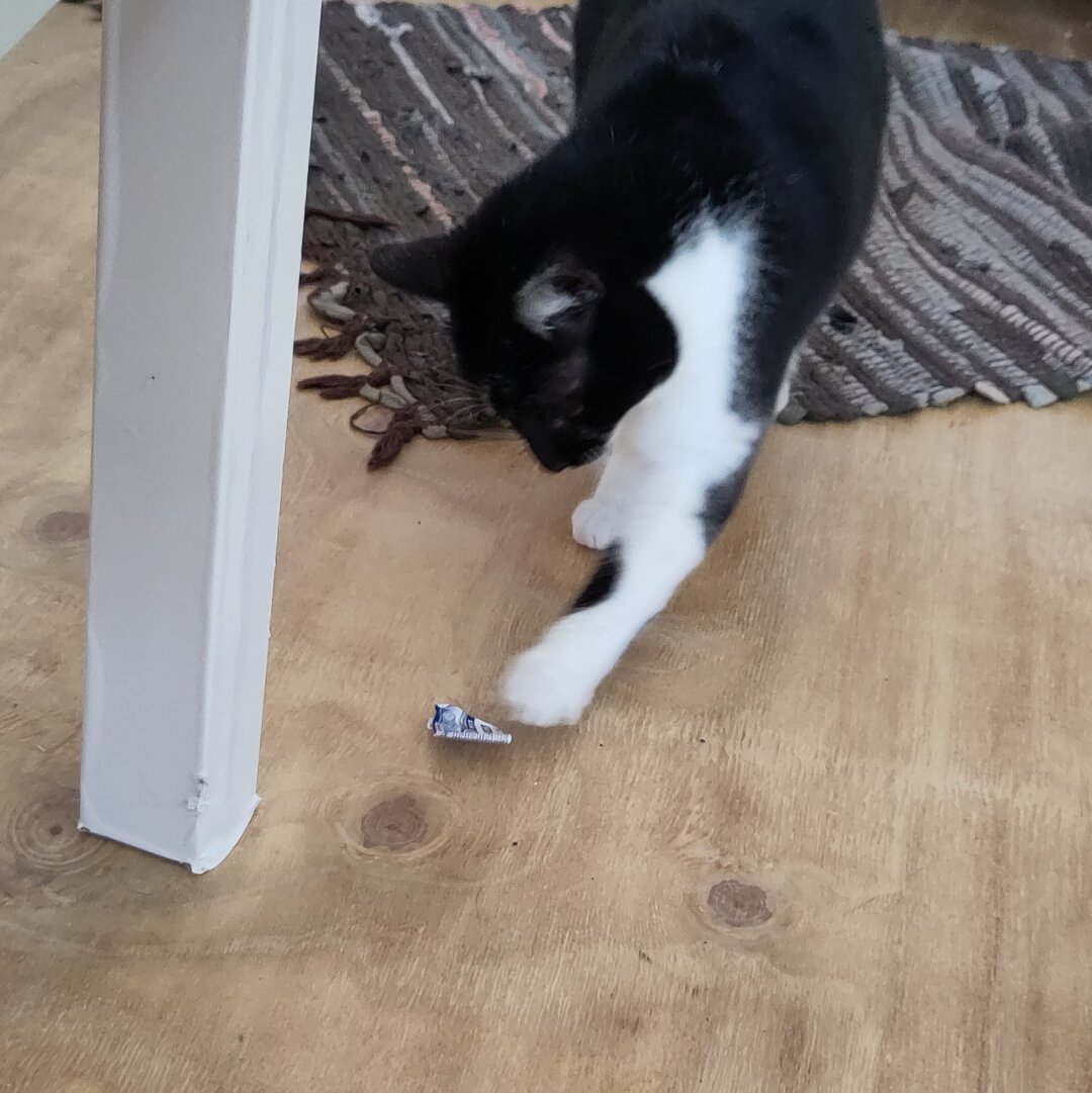 Me, a black and white cat, chasing a piece of paper