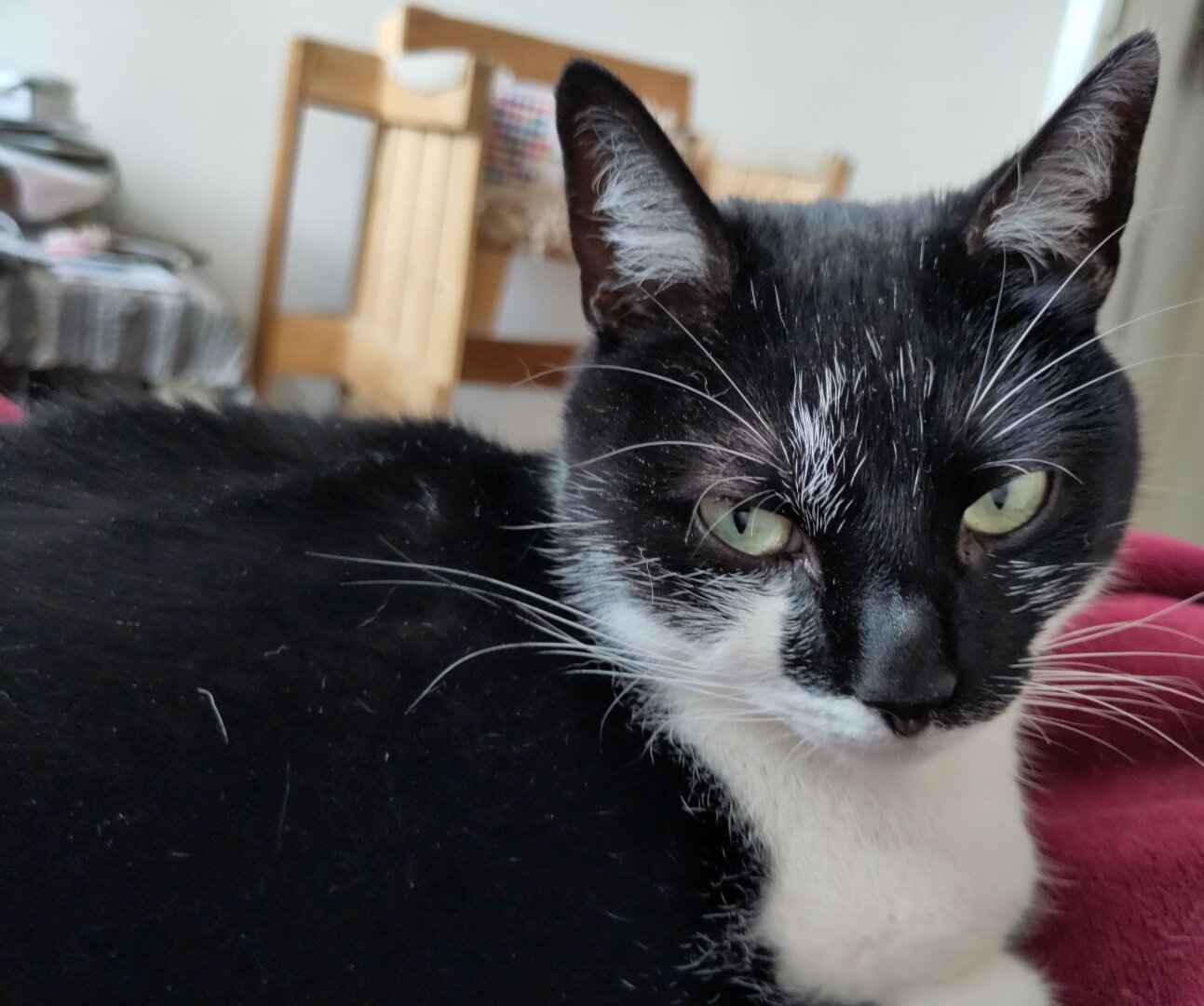 Photo of me, a black and white cat, lounging