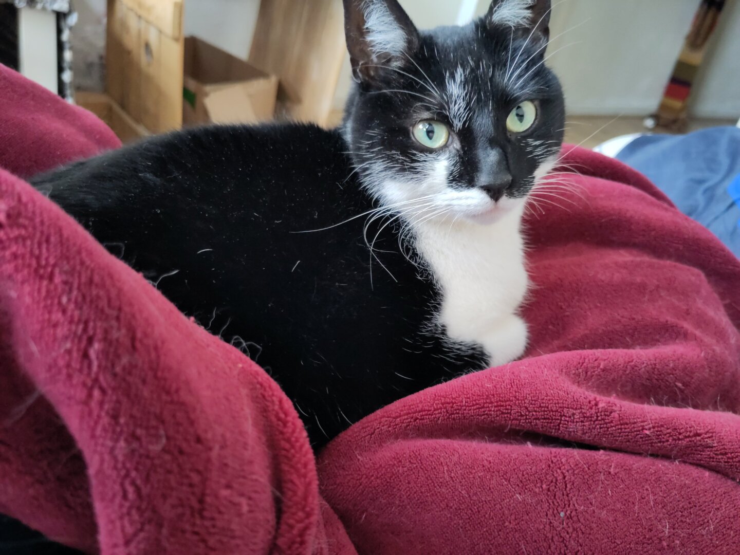 Photo of me, a black and white cat, chilling on a red blanket