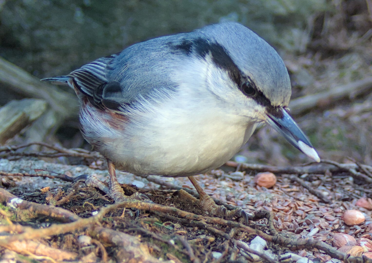 Close up of a small bird with white chest, a dark line going from its slim beak, over its eye and down its head, its head, back and wings are a blue-grey colour. The bird is picking up a peanut from a heap of peanuts put in front of the camera.
